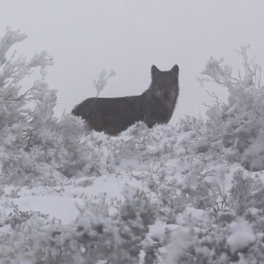 Loup ibérique