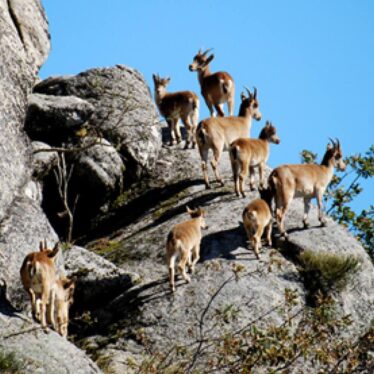 Le bouquetin ibérique du Gerês