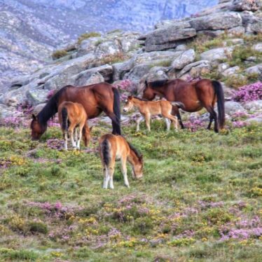 Garrano - Le cheval sauvage du Gerês